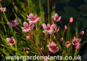 Butomus umbellatus 'Rosenrot' - Flowering Rush: Rose-Red Form